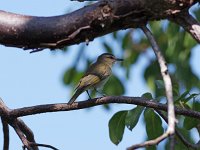Black-Whiskered Vireo